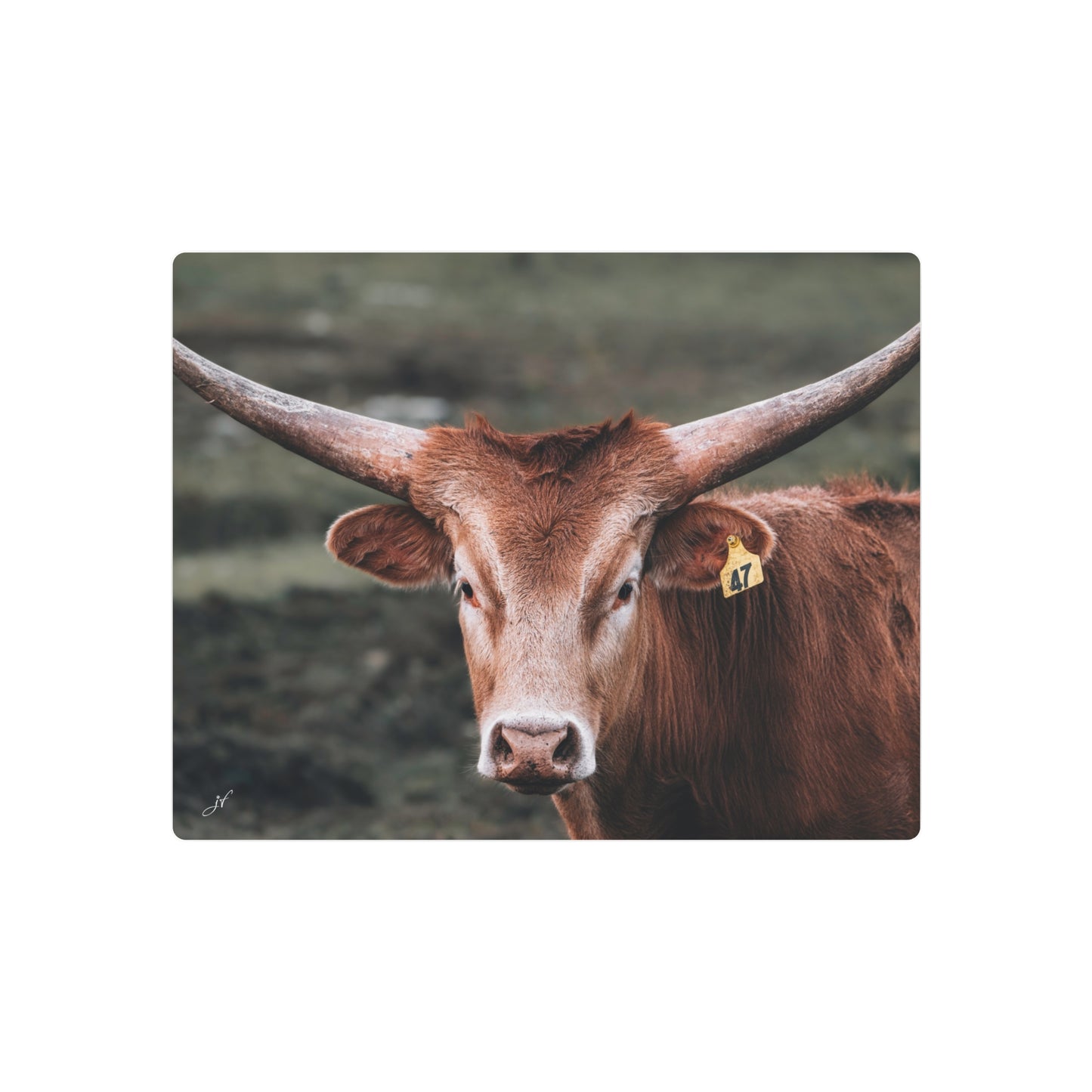 Longhorn Cow | Metal Art Sign