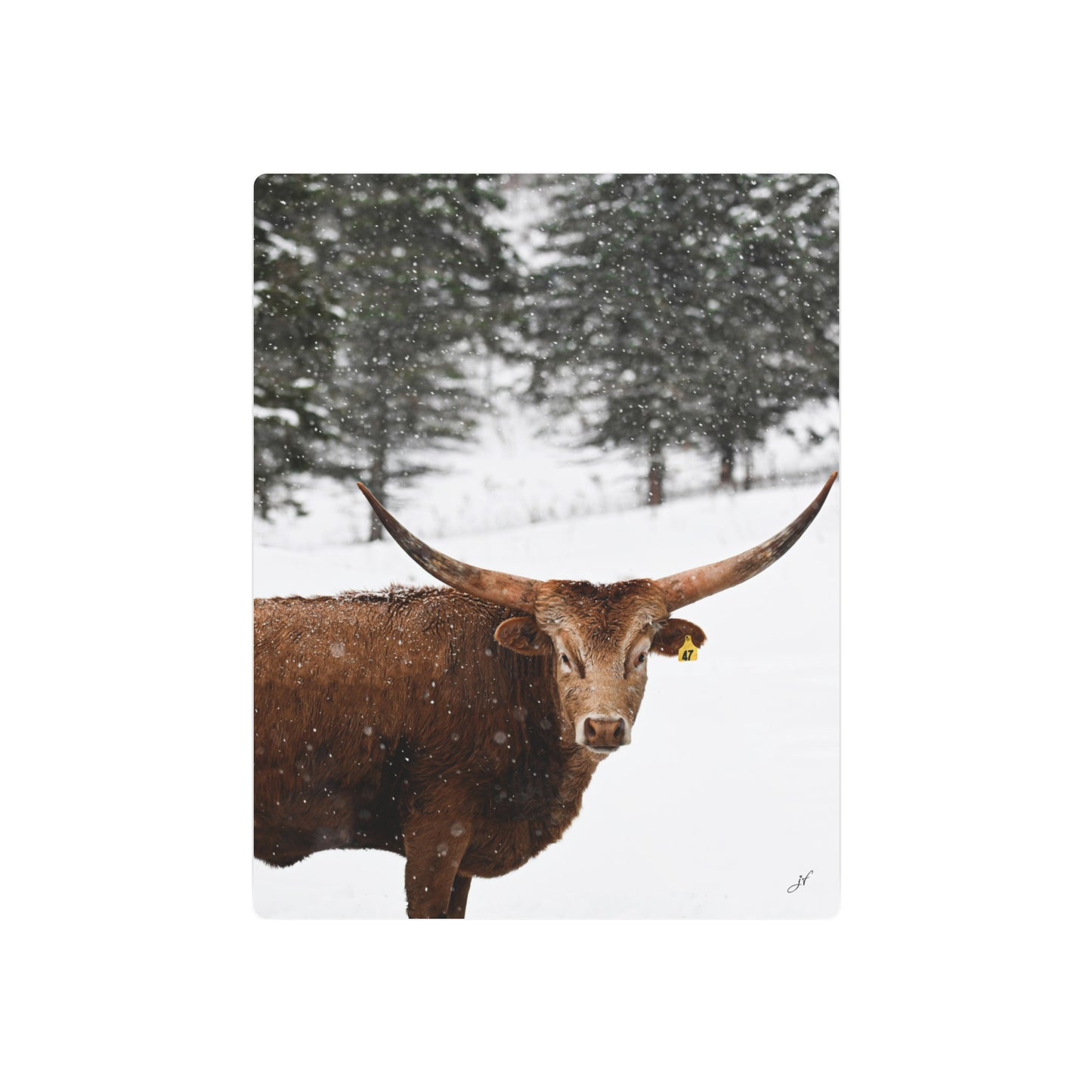 Winter Longhorn Cow | Metal Art Sign