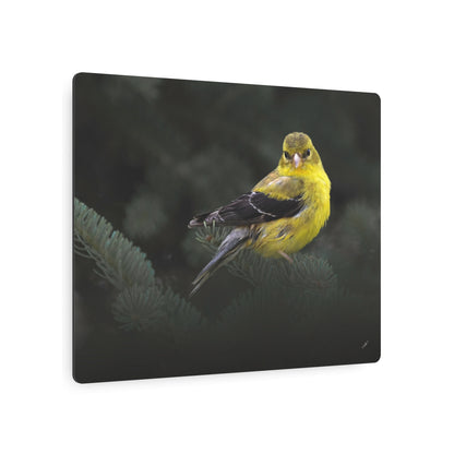 Goldfinch Bird | Metal Wall Art