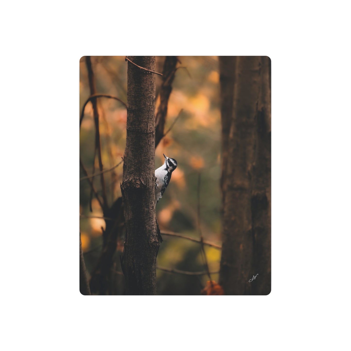 Downy Woodpecker | Metal Art Sign