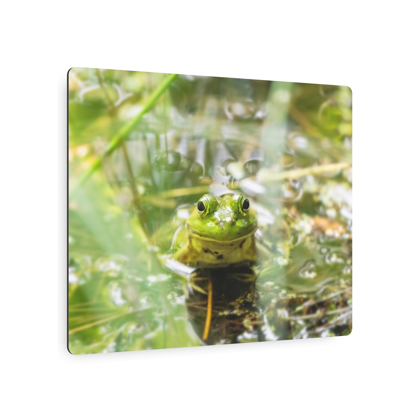 Frog | Metal Wall Art