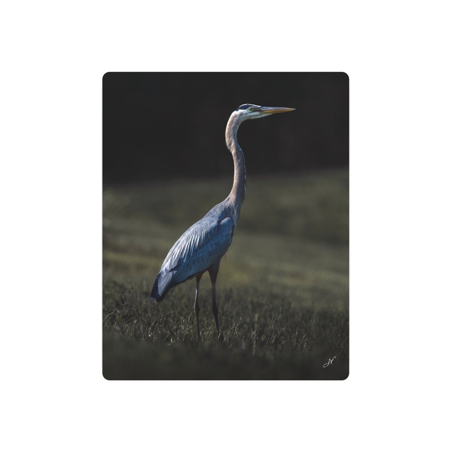 Blue Heron | Metal Art Sign