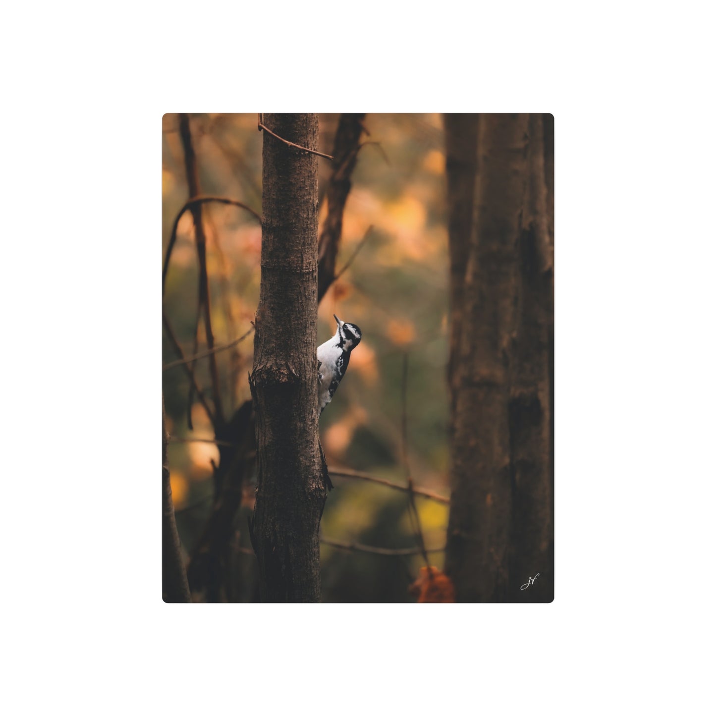 Downy Woodpecker | Metal Art Sign