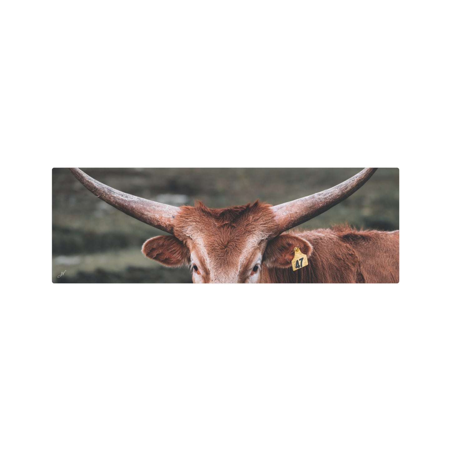 Longhorn Cow | Metal Art Sign