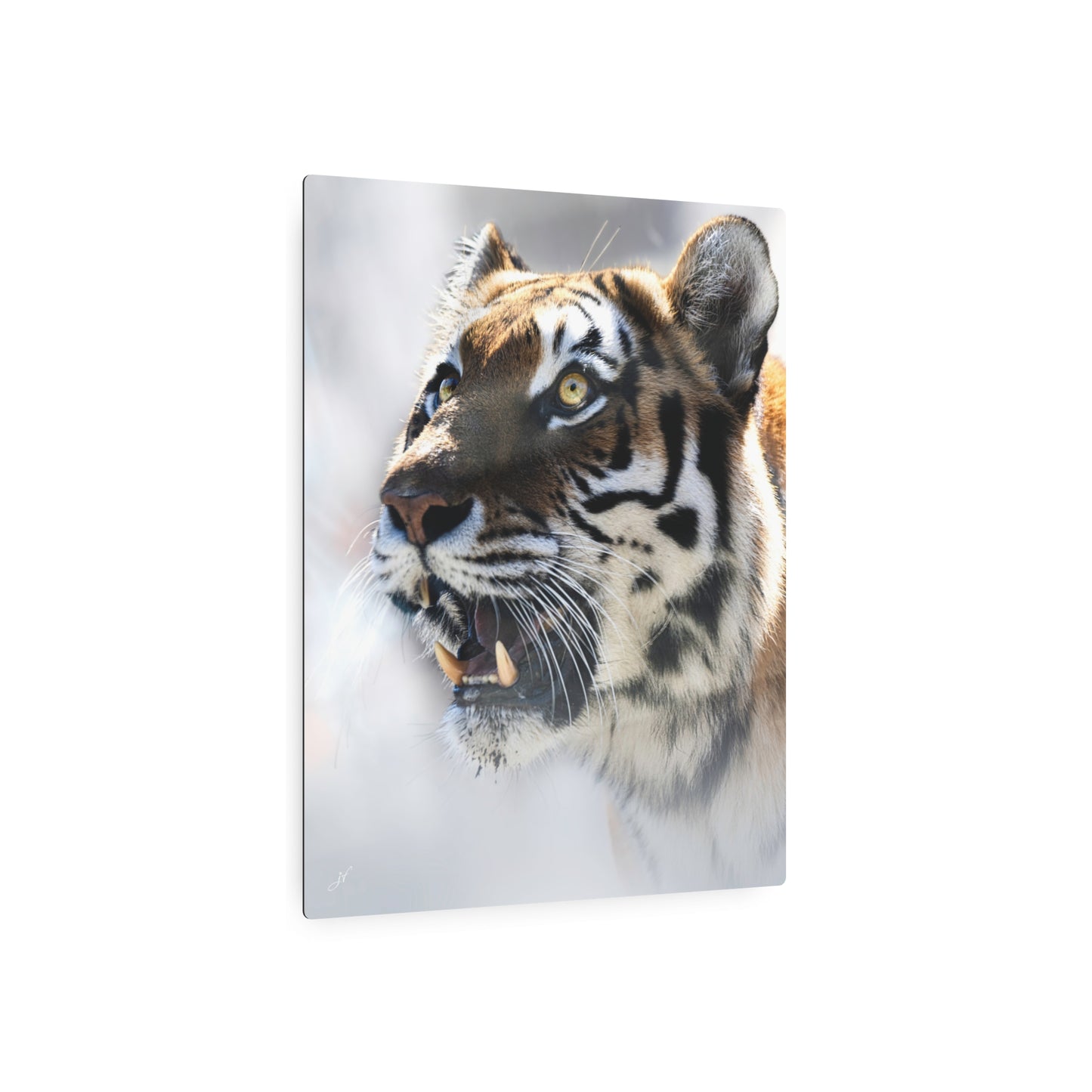 Tiger | Metal Wall Art Sign