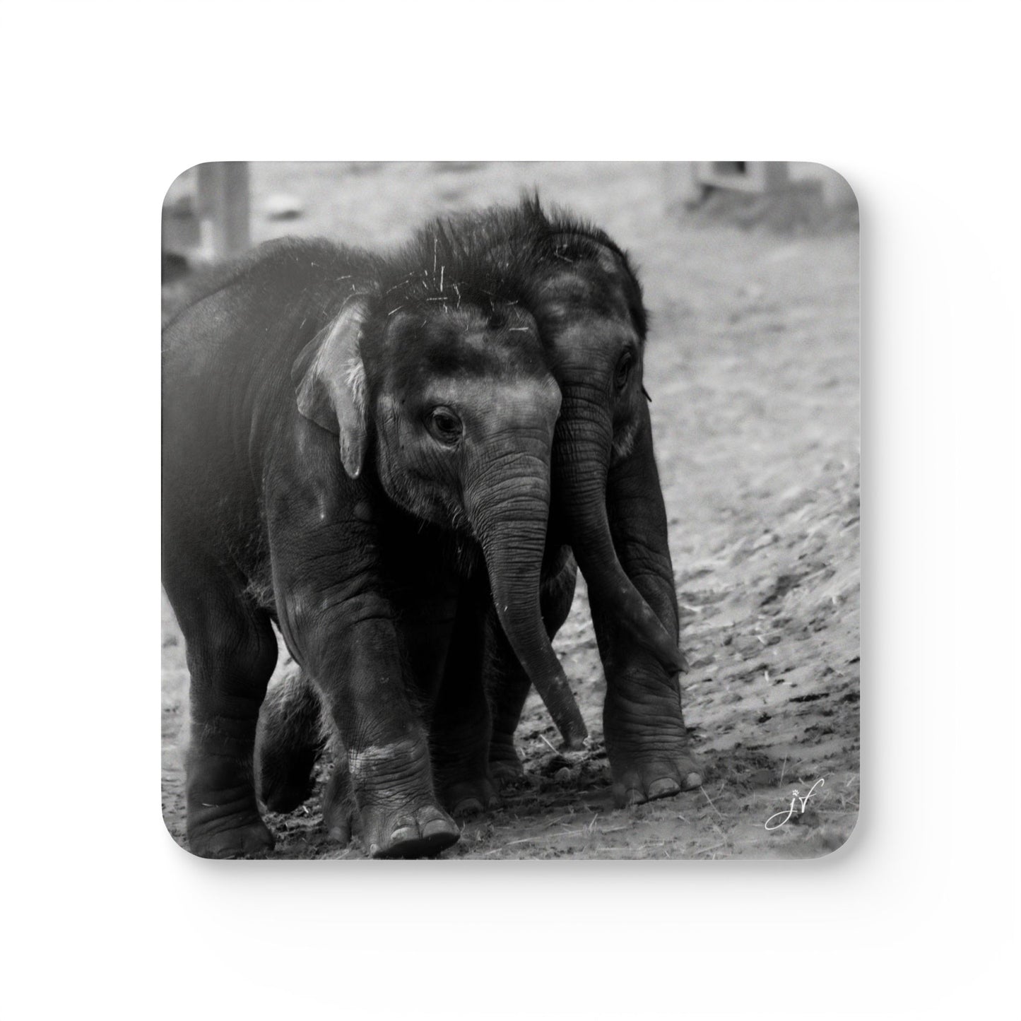 Twin Elephants | Corkwood Coaster Set (4 Piece)